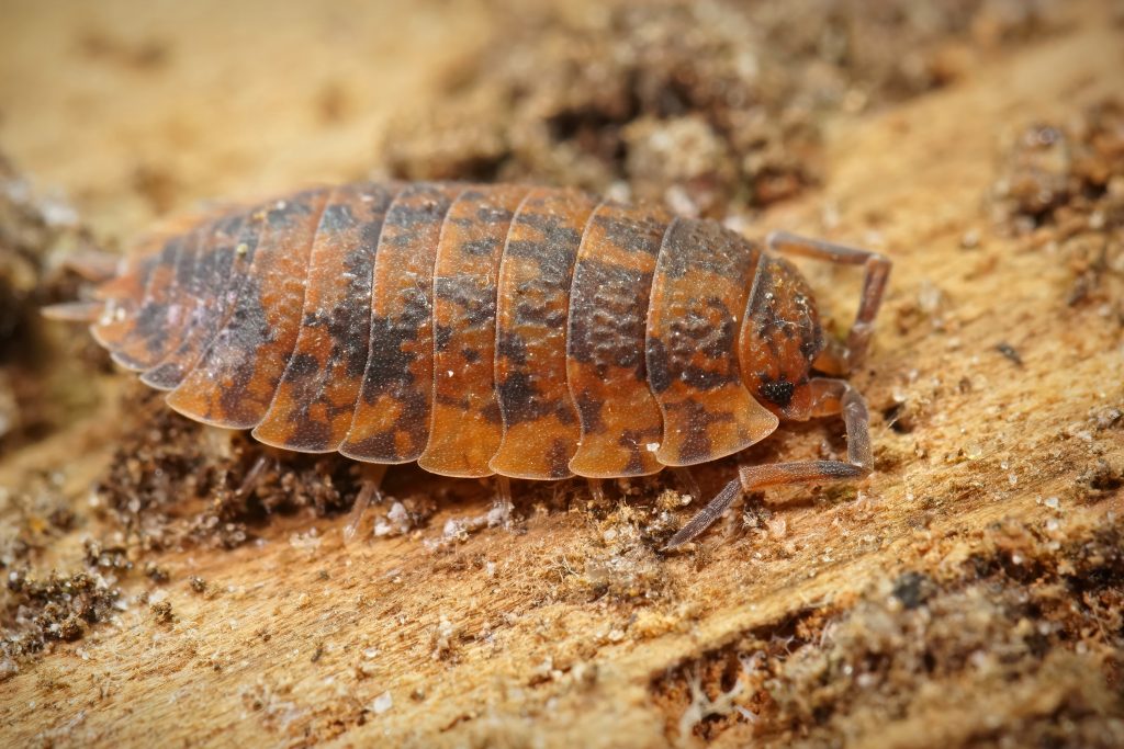 closeup-abnormal-orange-colored-common-rough-woudlouse-porc